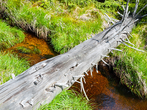 Fallen tree trunk makes natural bridge over calm mountain creek