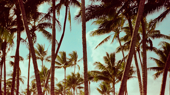 A group of palm trees against a clear sky in Hawaii. Taken with 35mm film.