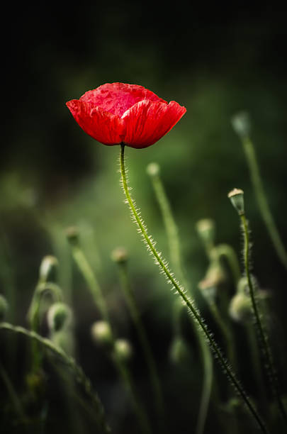 papavero primaverile rosso - poppy retro revival old fashioned macro foto e immagini stock