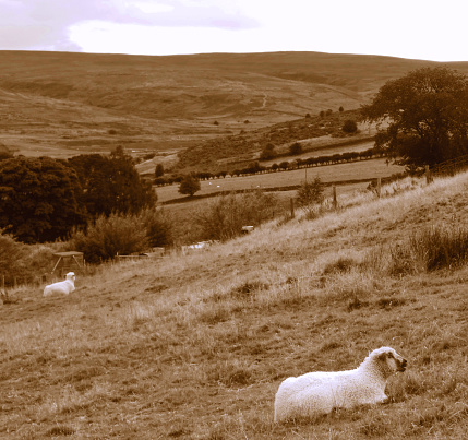 Vintage - sheep lying down in the meadows on a sloping hill  with trees and more hills in the background