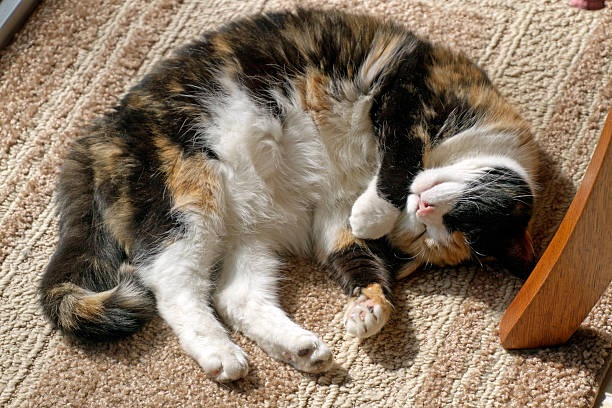 istock Comfy Curled Up Calico Cat 527234186