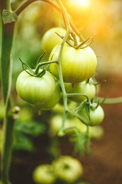 istock Natural tomato greenhouse 527234358