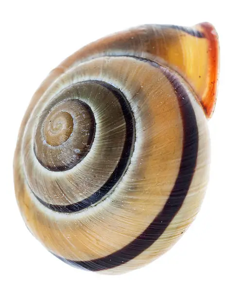 Snail-shell