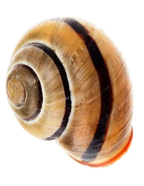 Snail-shell