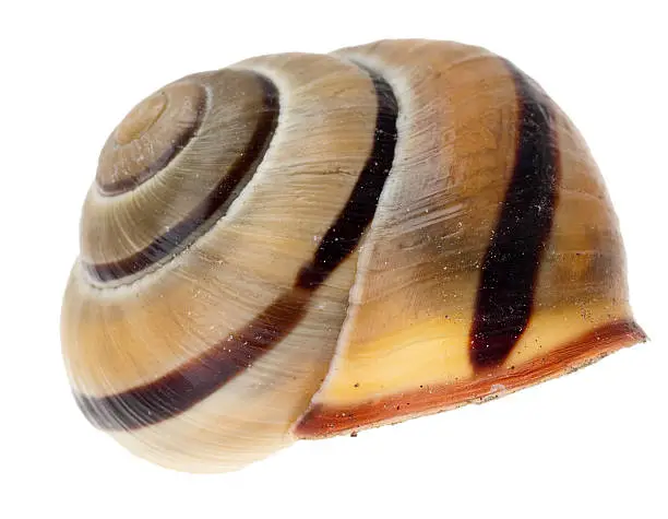 Snail-shell
