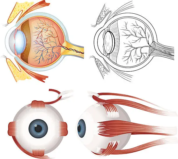 Vector illustration of Anatomy of the eye