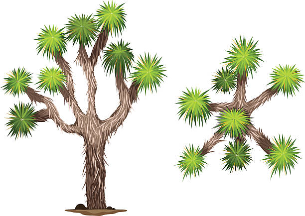 yucca brevifolia - joshua ağacı illüstrasyonlar stock illustrations