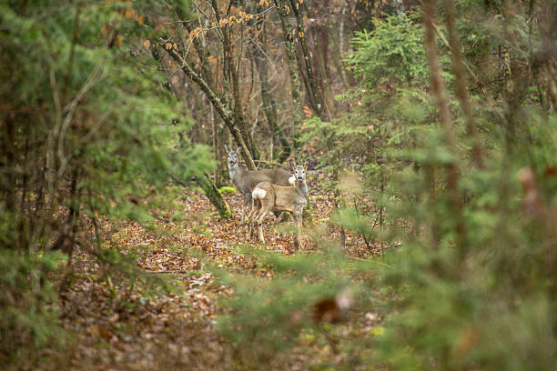 istock Two deers standing in autumn woods 527235864