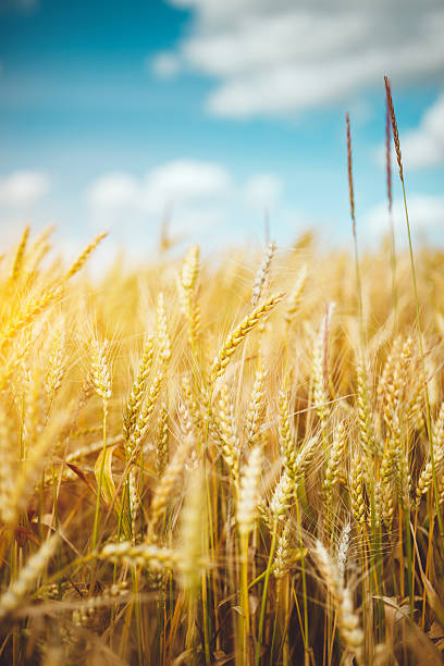 istock Field of gold 527236208