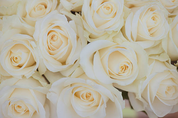 istock Wedding bouquet of white flowers. White roses. 527236780