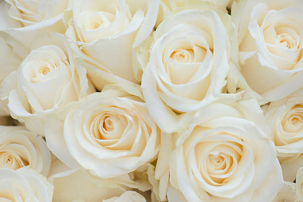 istock Wedding bouquet of white flowers. White roses. 527236806