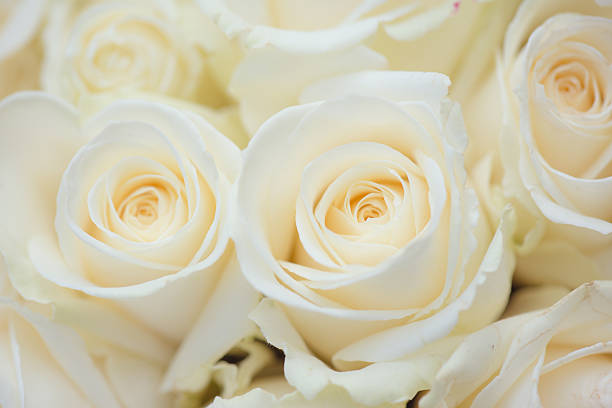 istock Wedding bouquet of white flowers. White roses. 527236822