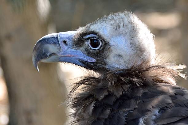 istock Portrait of griffon 527237457