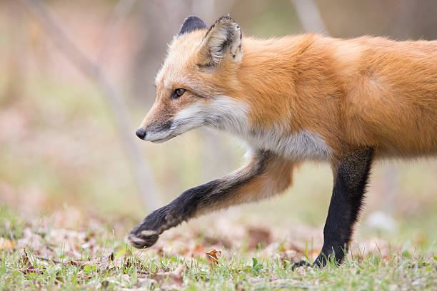 istock Male red fox in autumn 527237714