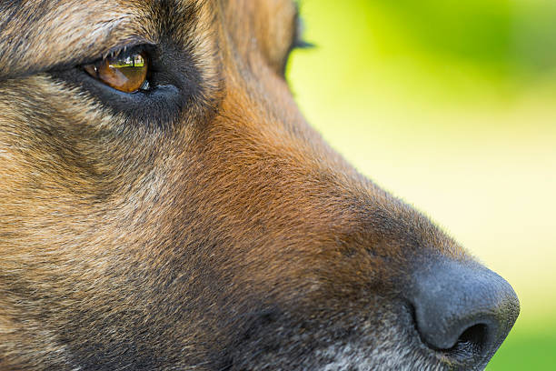 istock Black dog portrait 527237720
