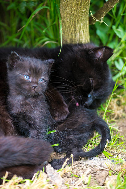 istock Mother cat with her kitten 527238316
