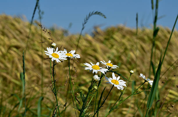 istock Marguerites in grain field 527238903