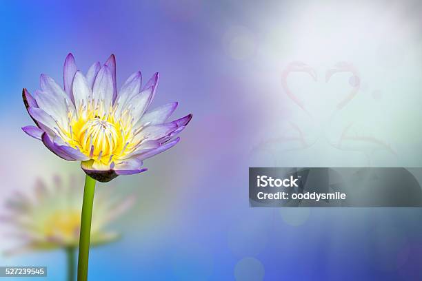 Lotus Flower Stock Photo - Download Image Now - Beauty In Nature, Blue, Botany