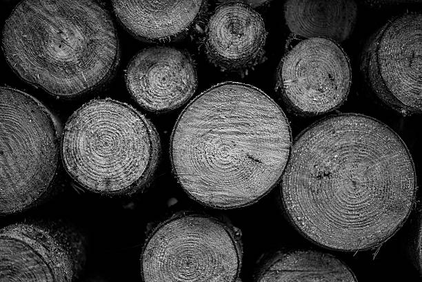istock Pile of wooden trunks 527239658