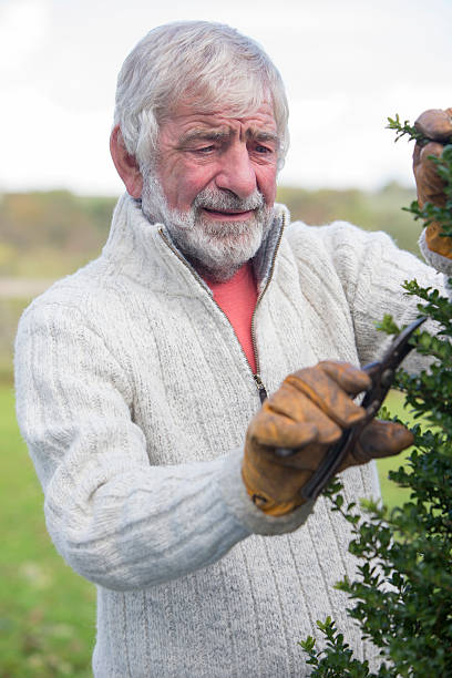 istock Mature Man in his Garden 527240147
