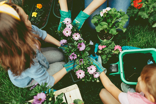 Mother and daughters planting flowers in a backyard. Close up of their hands in flowerpot planting flowers together.