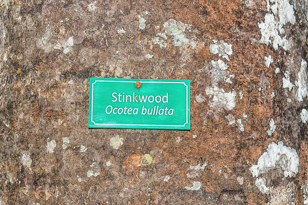 istock Bark of Stinkwood Tree 527240262
