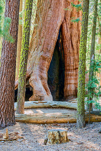 istock Sequoia National Forest, California 527240312