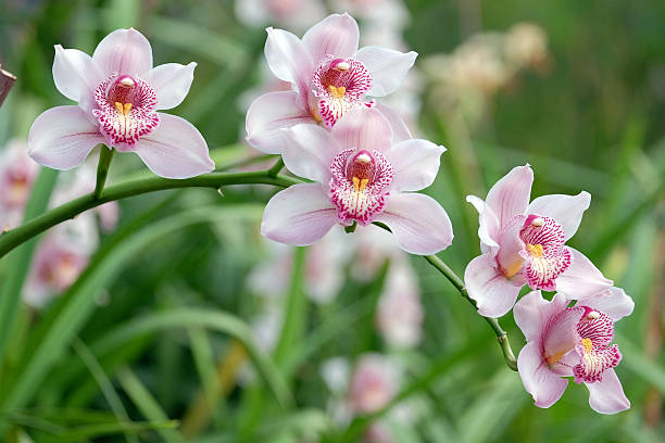 istock Beautiful blooming orchid 527240326