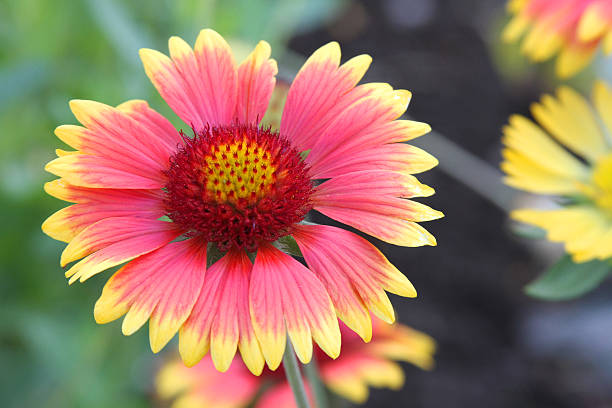 istock Closeup of Blanket Flower Gaillardia 527240710