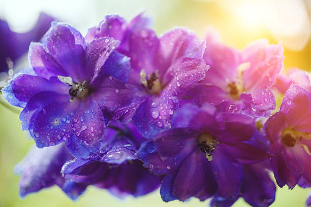 istock Blue flower after the rain 527241136