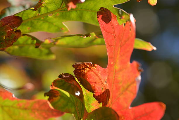 Leaves in the Fall stock photo