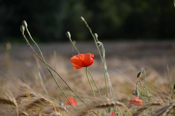 istock red poppy in grainfield 527269041