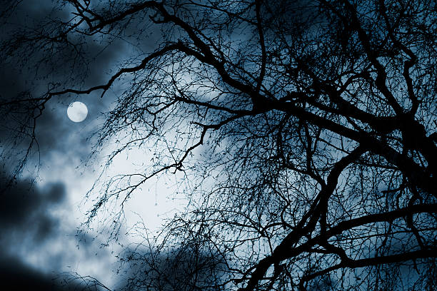 istock Scary dark scenery with naked trees, full moon and clouds 527269437