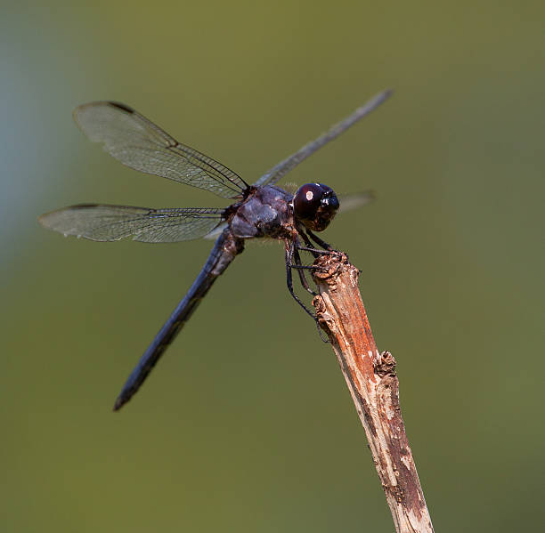 istock Purple and blue dragonfly 527269491