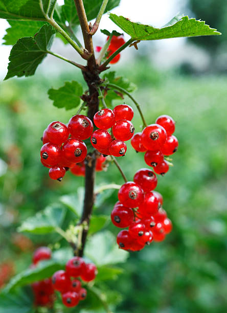 istock Branch of red currant 527269543