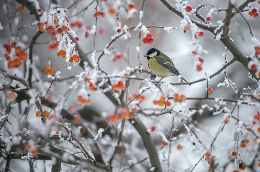 Winter forest and bird