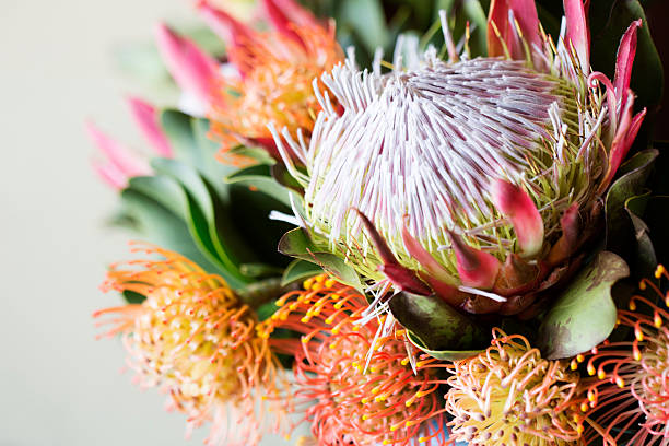 King Protea years Pincushions South Africa's national flower, the largest of the Proteas - the King Protea in a bouquet of fynbos, including pincushions. fynbos photos stock pictures, royalty-free photos & images
