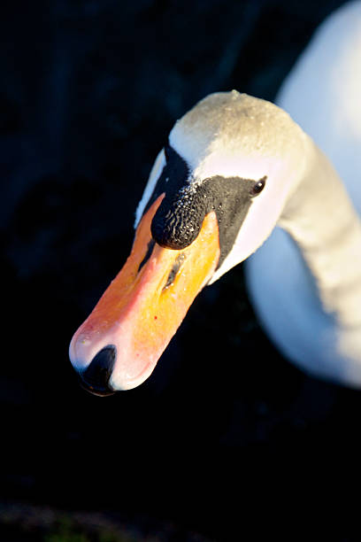 istock Portrait of a Swan 527270195