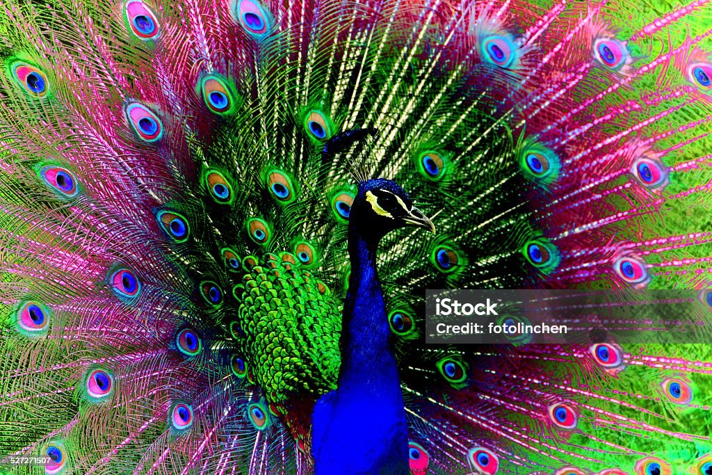 Porträt der peacock - Lizenzfrei Abstrakt Stock-Foto