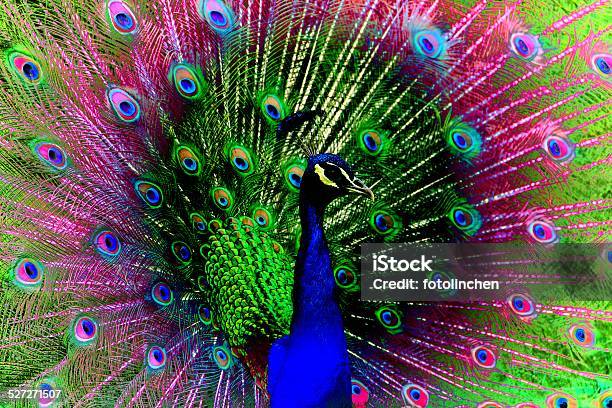 Porträt Der Peacock Stockfoto und mehr Bilder von Abstrakt - Abstrakt, Einzelnes Tier, Farbton