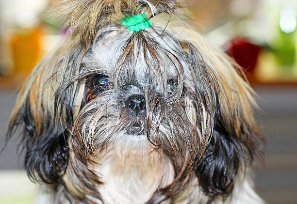 istock Shih Tzu puppy 527273059