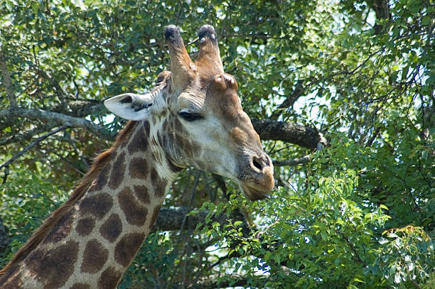 istock Giraffe in Africa 527273415