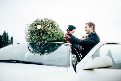A happy young family with a toddler aged boy smiles as they tie a freshly cut Christmas tree onto the top of their vehicle.  Horizontal image with copy space.
