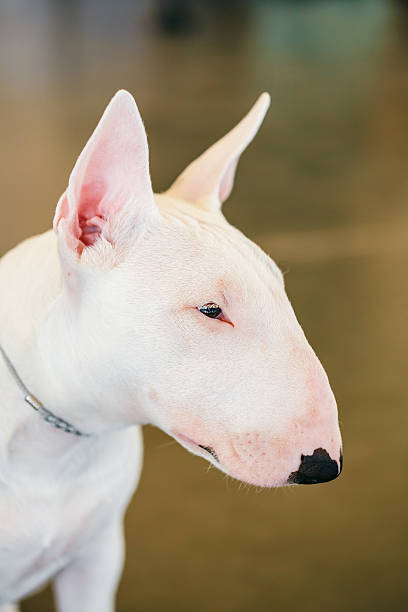 istock Close Up Pet White Bullterrier Dog 527274615