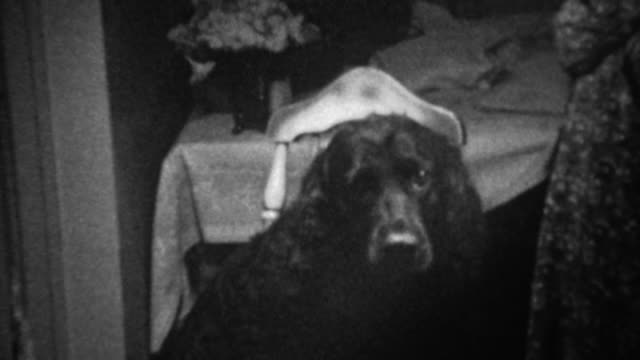 1939: Black dog shamed with newspaper dunce hat timeout.