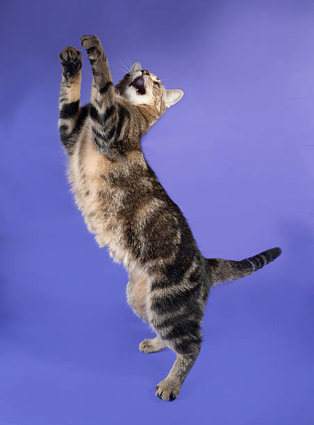 istock Striped cat jumping on lilac 527312845