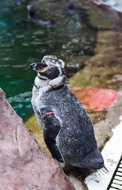 pingüino africanos moults su feathers - jackass penguin penguin zoo swimming animal fotografías e imágenes de stock