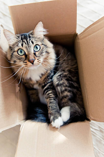 istock Cat sitting in a cardboard box 527314853