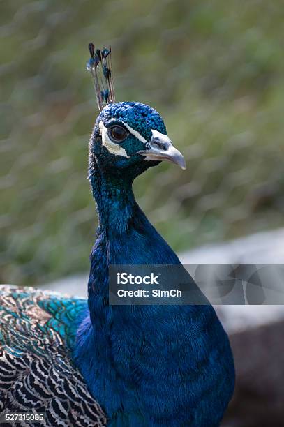 Beautiful Blue Peacock Head Stock Photo - Download Image Now - Adult, Alertness, Animal