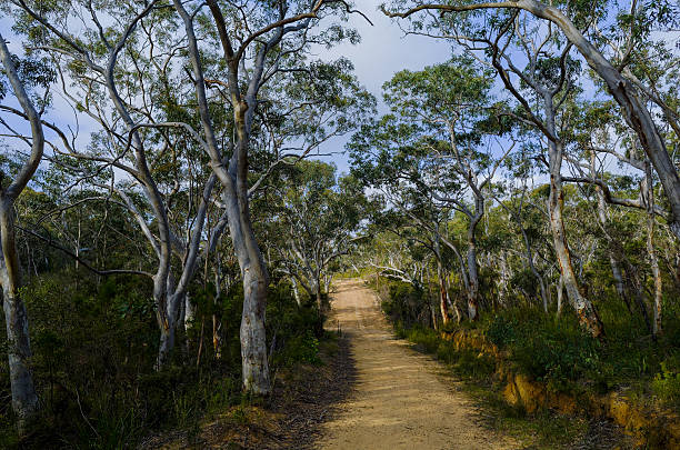 istock Fire trail in the Australian bush 527315167